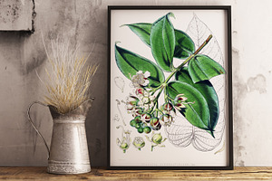 Vintage floral illustration painted