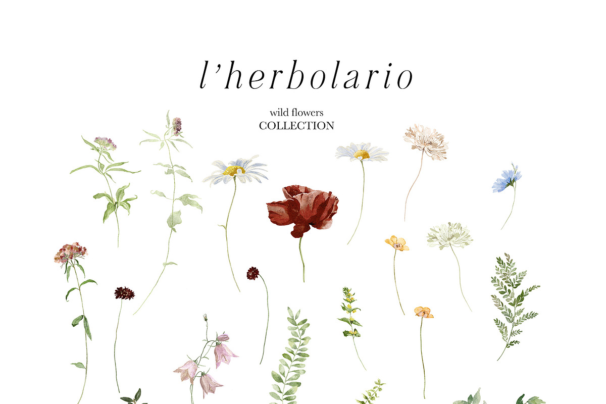 l'Herbolario - Wild Floral Graphics, an Illustration by studioequinox (Photo 3 of 14)