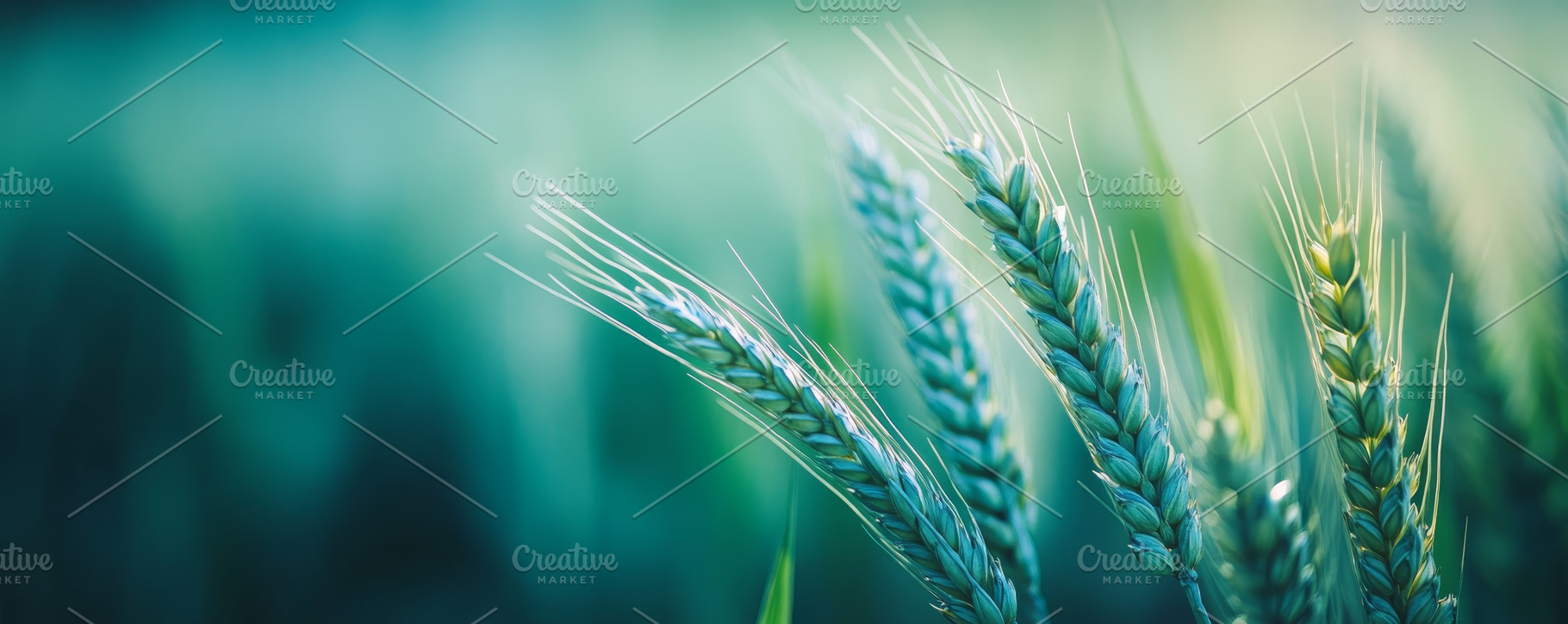 Close-up of wheat stalks in golden sunlight. Banner, an Abstract Photo by Natalia Klenova's Shop
