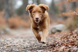 Happy young dog running through path, an Animal Photo by MistyDay