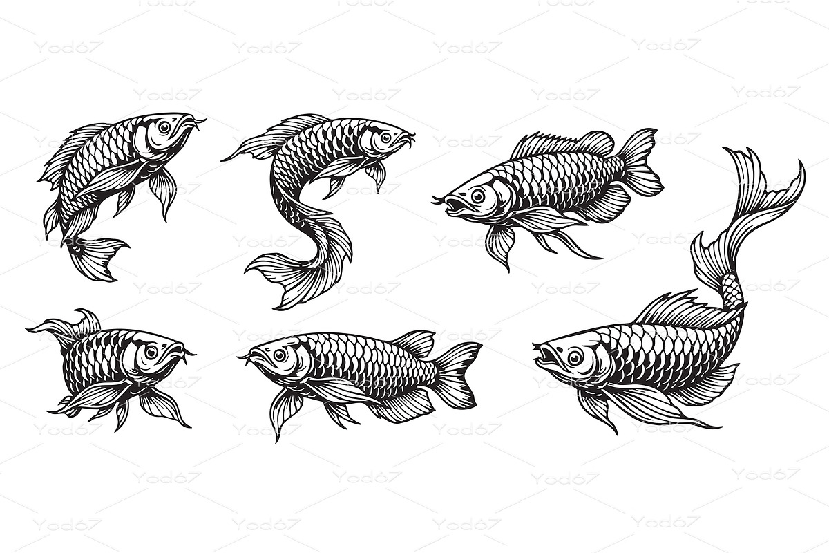 Vector set of Arowana or Dragonfish, an Animal Illustration by yod67