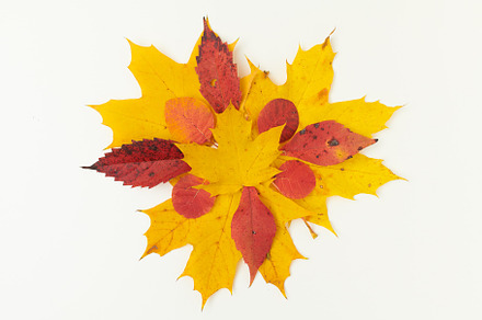 autumn flat lay with leaves on white, an Abstract Photo by Alliance Images