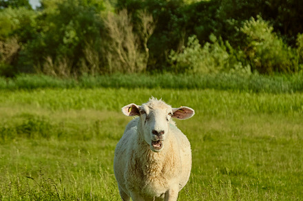 Sheep baaing in the sunset light