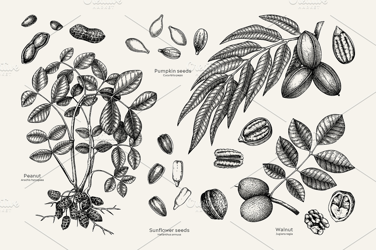 Superfoods: Fruit & Nuts Vector Set, a Food Illustration by Yevheniia (Photo 6 of 11)