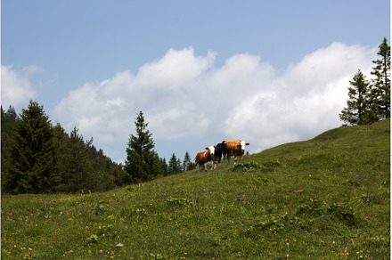 Cows grazing on a green hillside