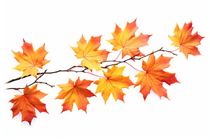 Branch with autumn leaves on white background, a Nature Photo by AlyaAnd