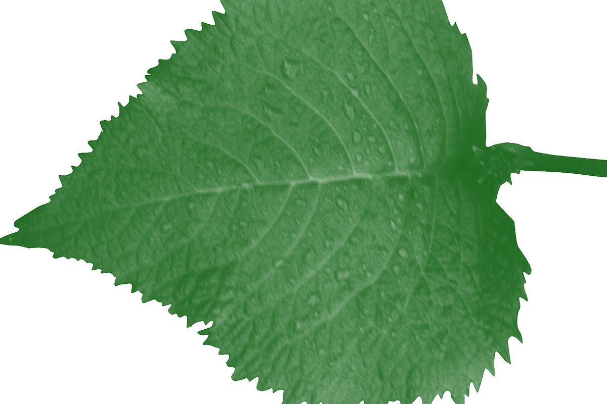 Leaf brush stamps Photoshop, a Brush Add-On by Chipshpow Graphics (Photo 7 of 8)