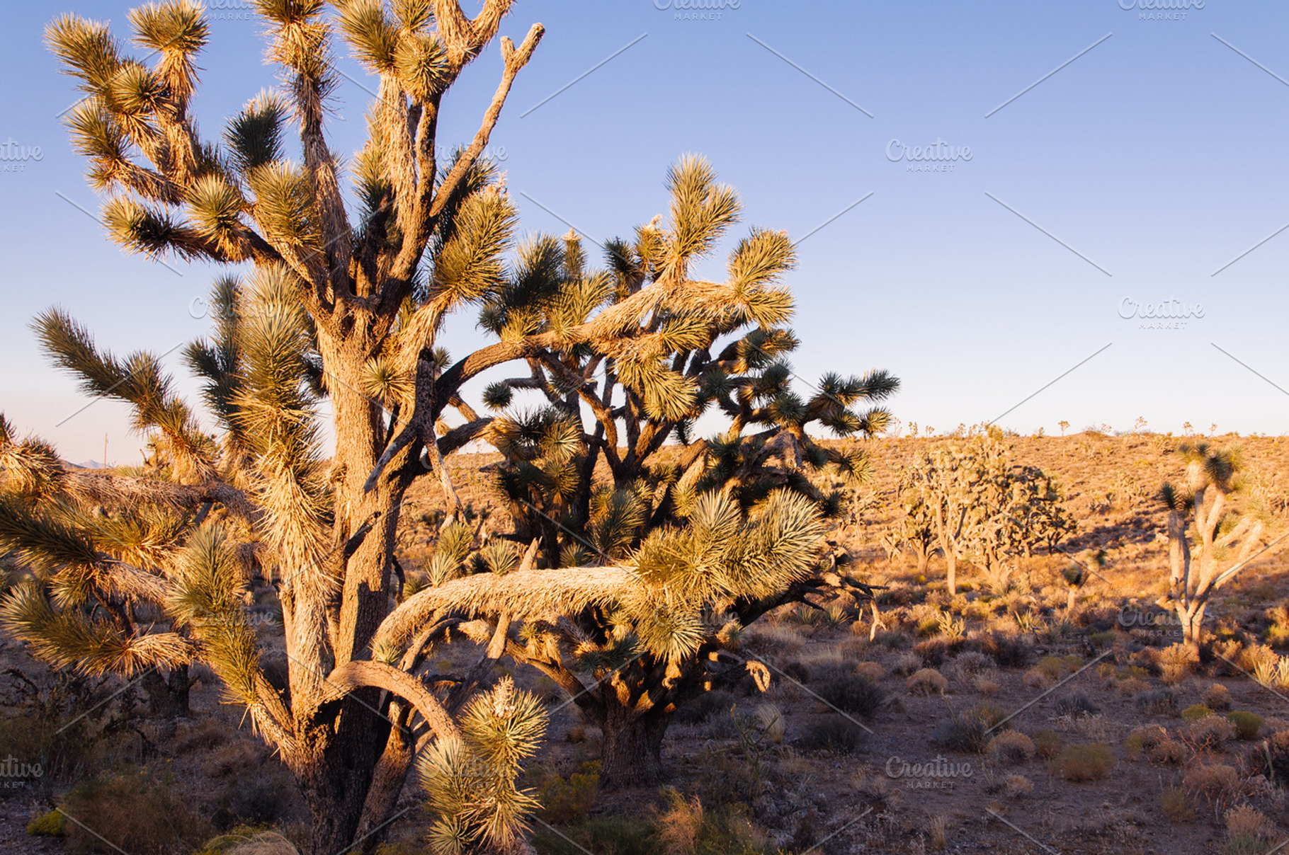Joshua Trees In Morning Light Containing Usa America And Desert