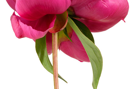 Blooming red peony bud on stem on isolated background