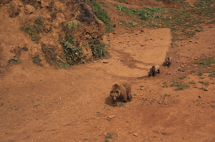 Bears Family living in a zoo, an Animal Photo by jsinmas