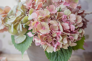 Pale pink Hydrangea