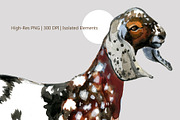 Anglo Nubian Goats: 16 Illustrations, an Animal Illustration by FineArt (Thumbnail 2 of 6)
