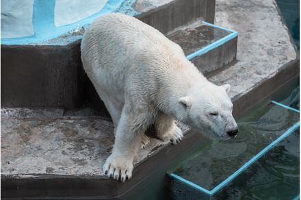 Polar bear in the zoo, an Animal Photo by Jan Jack Russo Media