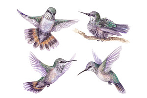 Watercolor Hummingbirds