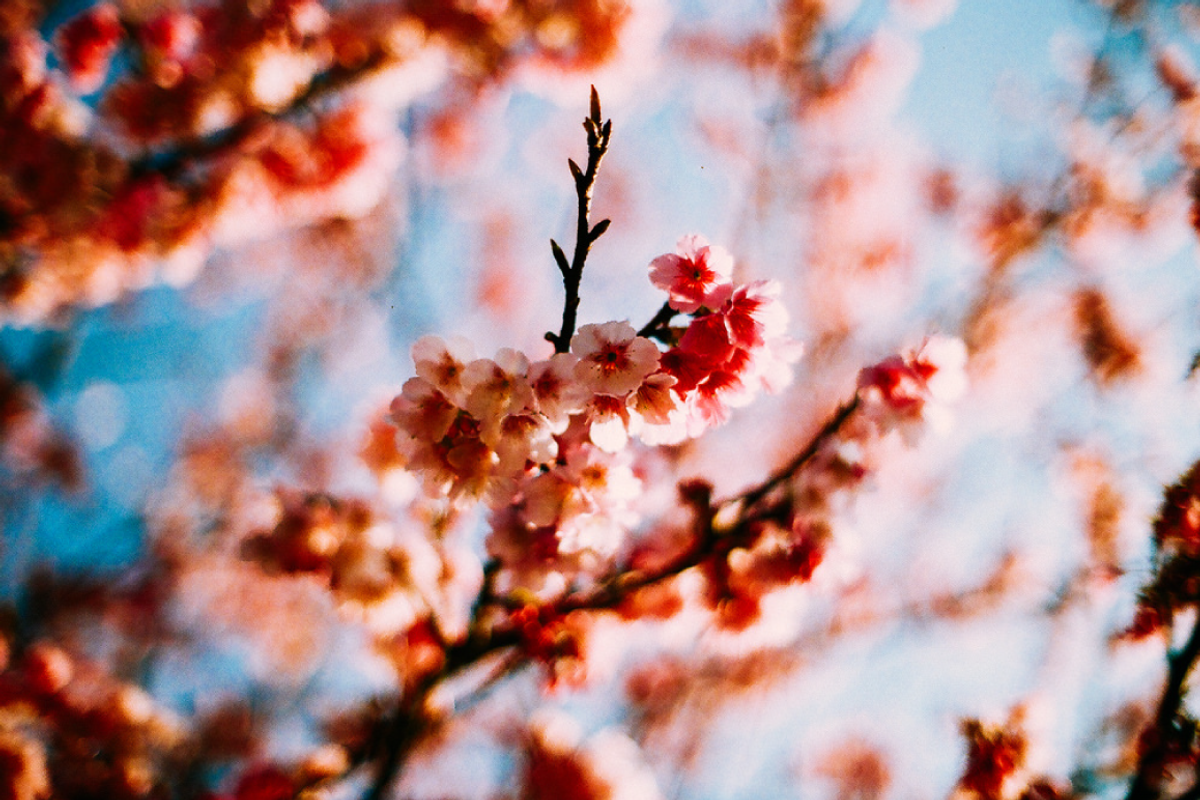 FUJI Neopan & Superia-LR & Photoshop, a Plug-in Add-On by SDCOfilm (Photo 3 of 6)