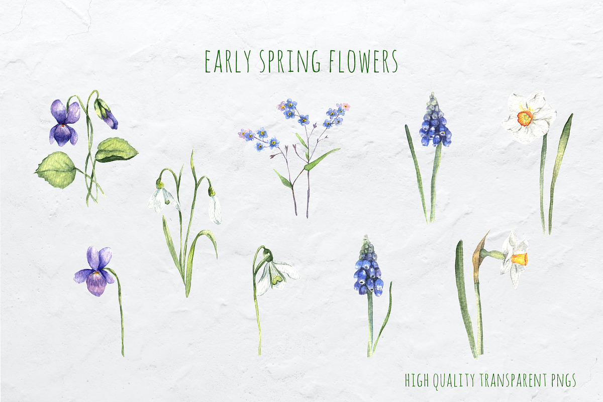 Watercolor Spring Creator, an Animal Illustration by SophieLittleEye (Photo 2 of 12)