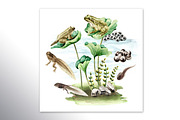 Frog Life Cycle, an Animal Illustration by Daria Ustiugova (Thumbnail 4 of 6)