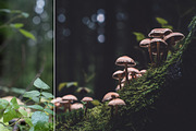 LR Presets Bundle (Desktop & Mobile), an Action Add-On by PhotoMarket (Thumbnail 17 of 36)