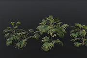 The Chinese Palm Bush, a Plants & Tree 3D Model by FuturePastCreatives (Thumbnail 6 of 7)