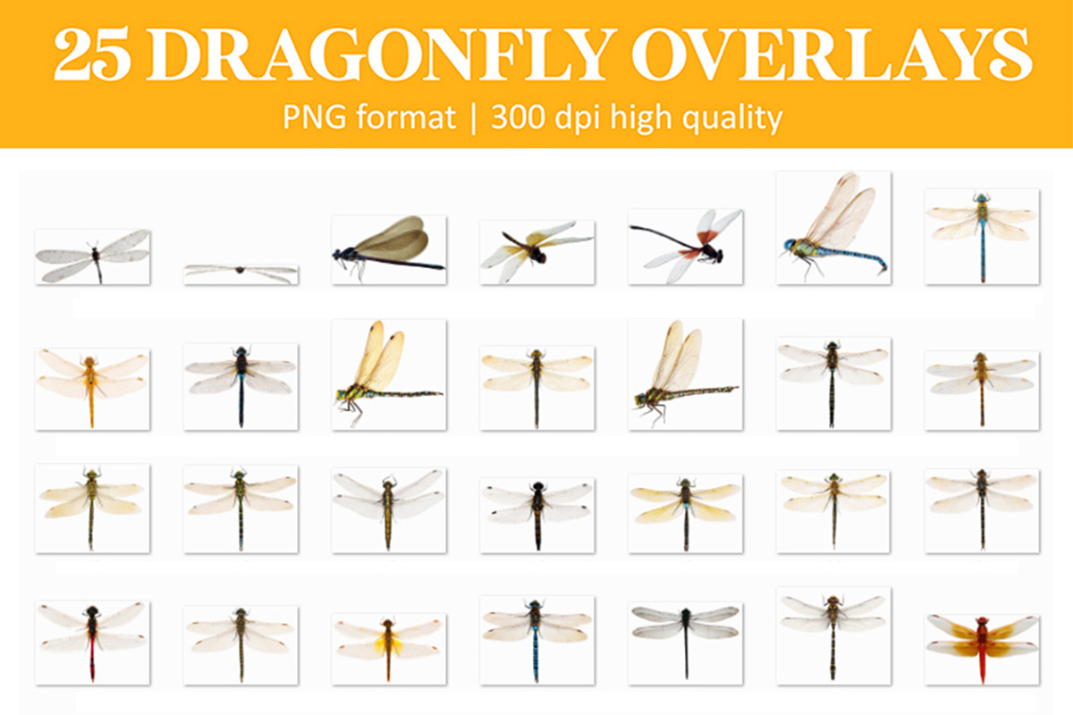 Dragonfly Overlays, an Object Graphic by VligCreativeStudio (Photo 4 of 4)