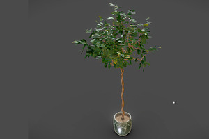 Benjamin Ficus Tree In A Pot