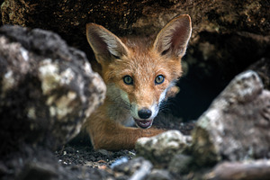 Red fox, vulpes vulpes in forest. Wild animal in natural environ, an Animal Photo by Byrdyak