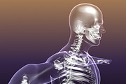 Human Skeleton in Body (X-Ray), a Characters & Person 3D Model by VisualCG (Thumbnail 2 of 8)