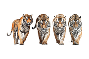 Individual Big Cats Bundle of 24, a Graphic by Jay Major Designs (Thumbnail 3 of 7)