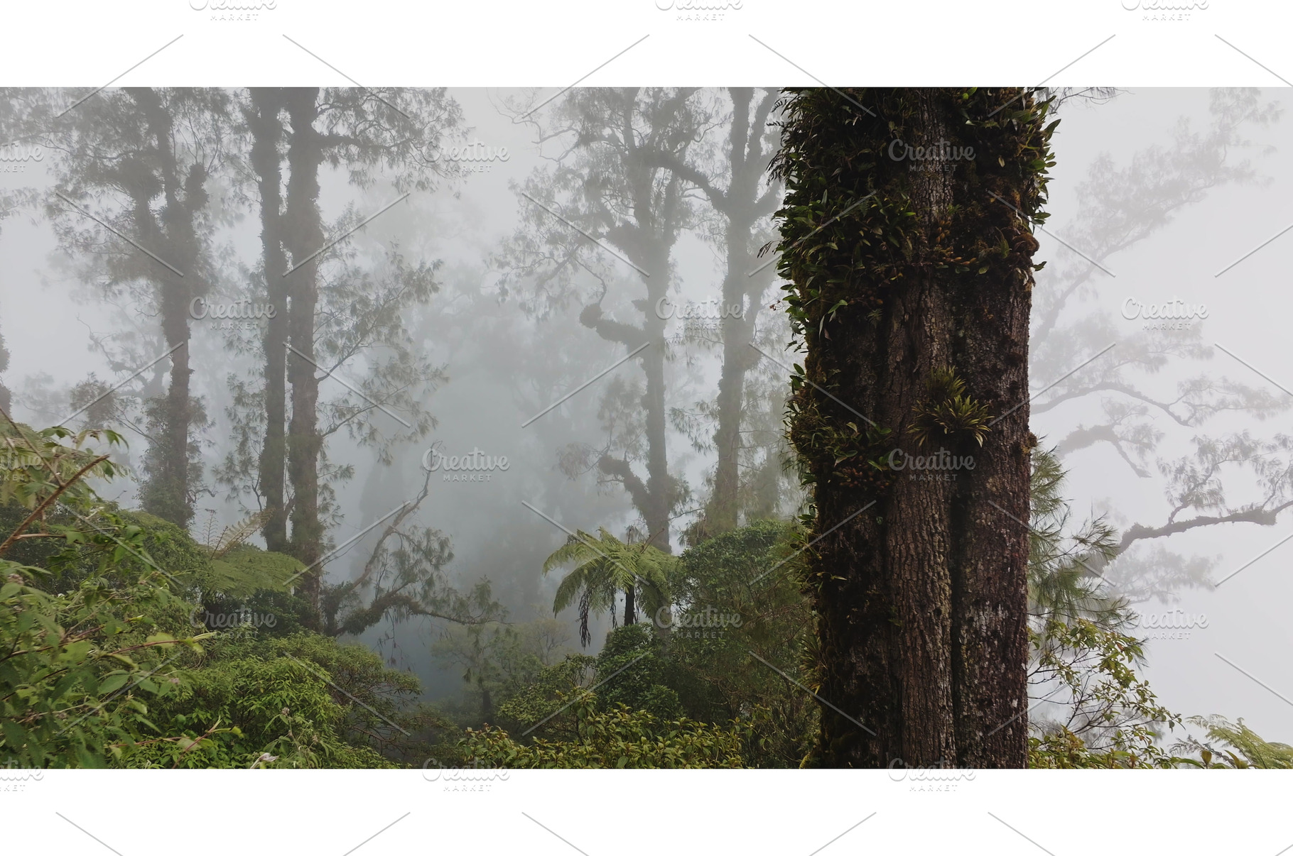 Misty tropical jungle in Abang, Bali, a Nature Photo by Goinyk