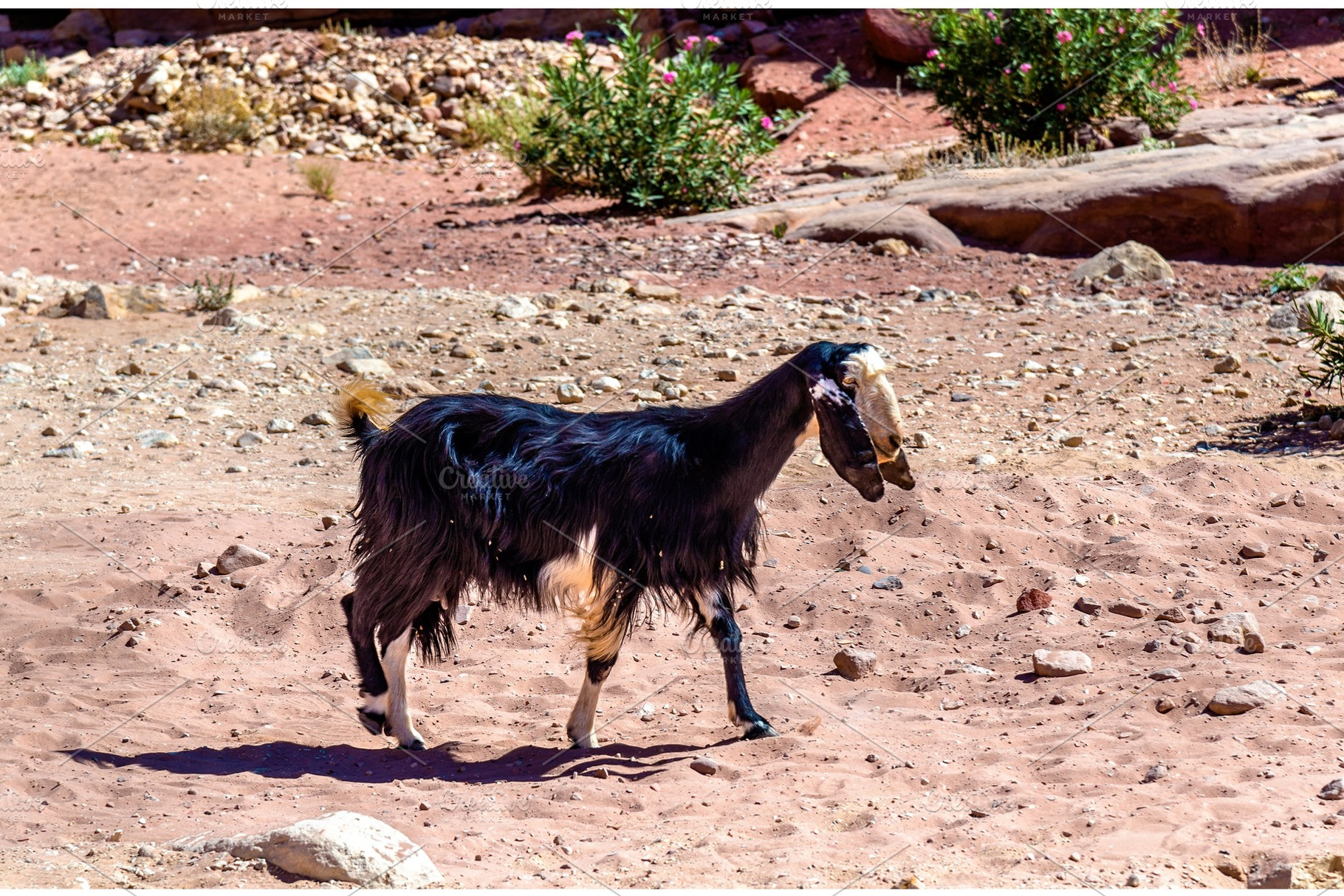 Brown Damascus Goat in the ancient city of Petra, an Animal Photo by Leonid Andronov