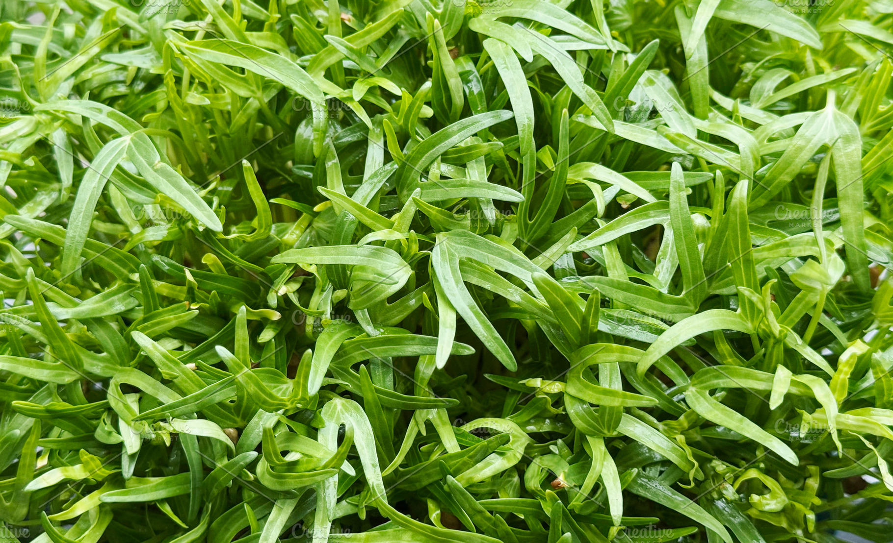 Fresh microgreen organic vegetables, a Nature Photo by ArtBackground