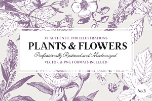 39 Plant & Flower Illustrations No.3