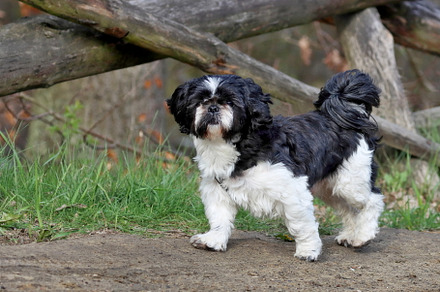 shih tzu dog