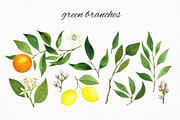 Citrus. Watercolor collection, an Illustration by Kuzya's shop (Thumbnail 3 of 9)