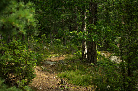 Forest Path Stock Photograph preview 4