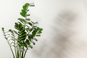 Houseplant  zamioculcas featuring plant, green, and home