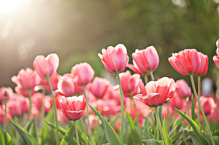 Spring Flowers On Light Background preview 6