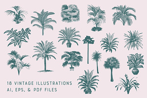 PALMS 18 Vintage Vectors