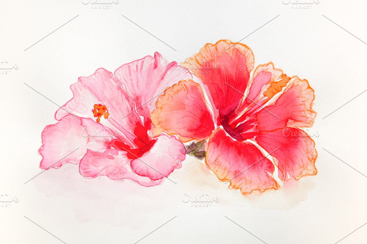 Hibiscus flowers watercolor, an Illustration by Ernesto Solla (Photo 1 of 4)