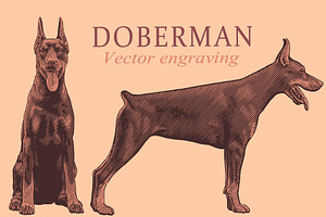 Design set Doberman.Vector engraving