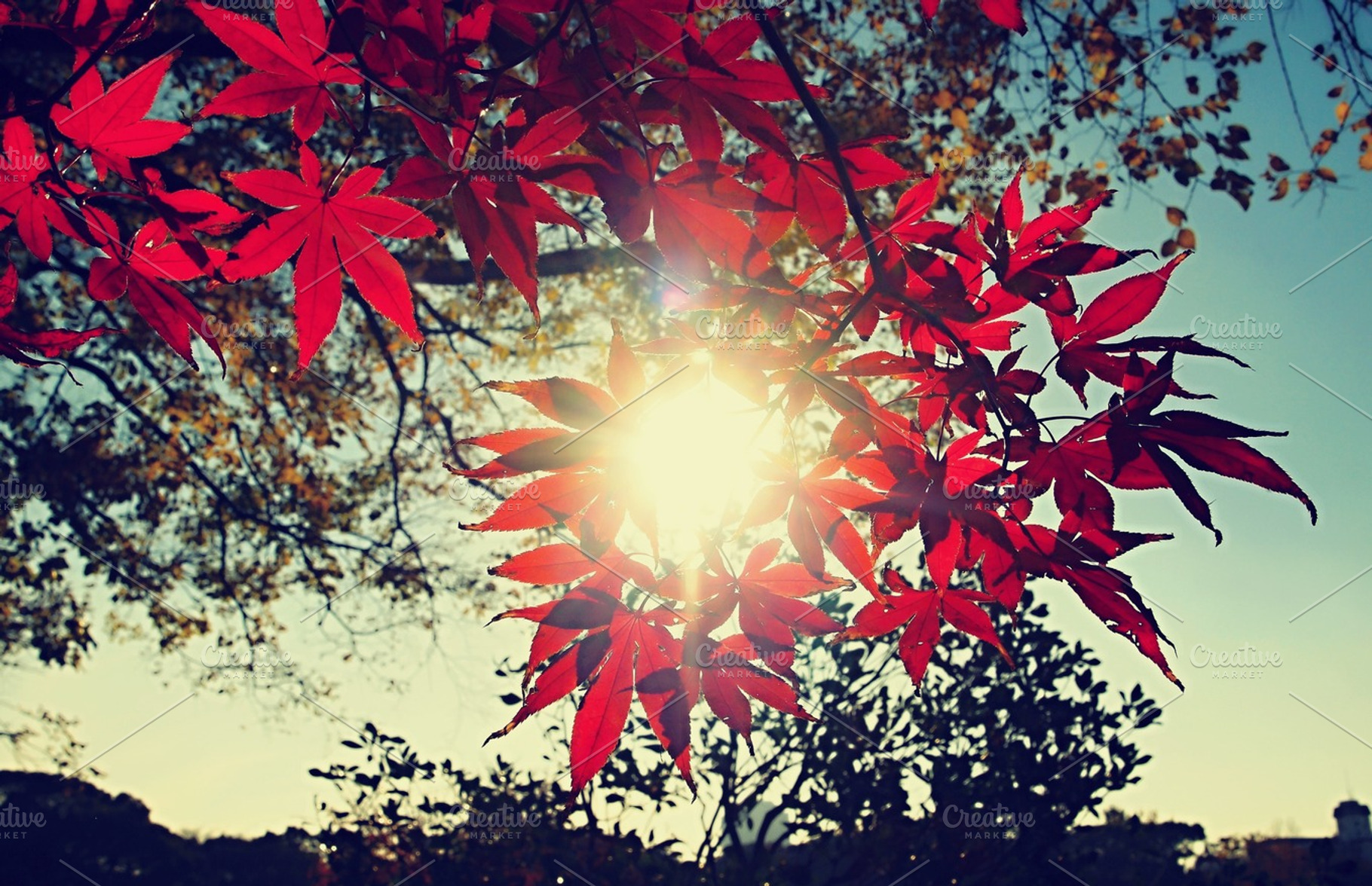 Red leaves containing red, leave, and tree