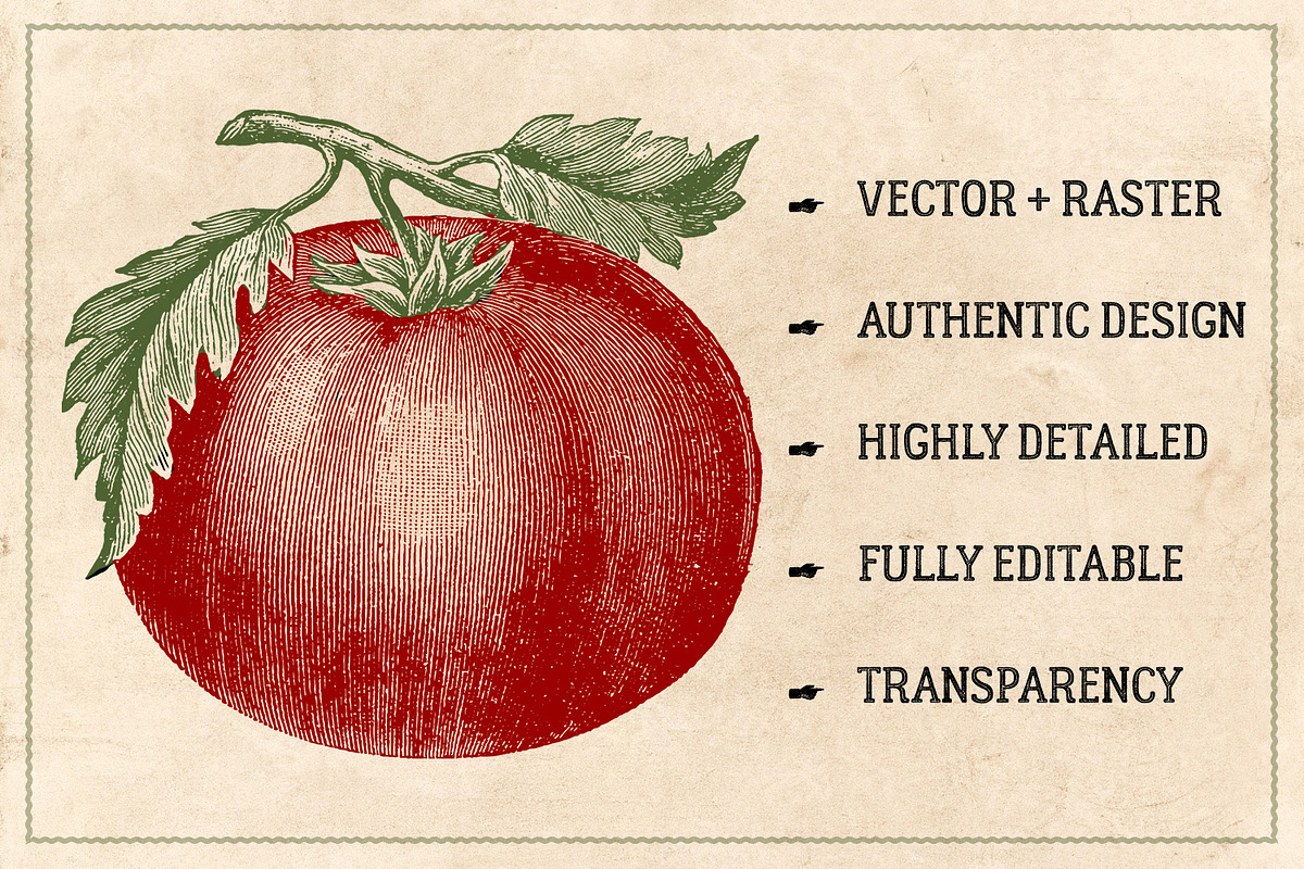 150 Vintage Vegetables (Vector), a Food Illustration by Brigantine Designs (Photo 2 of 7)