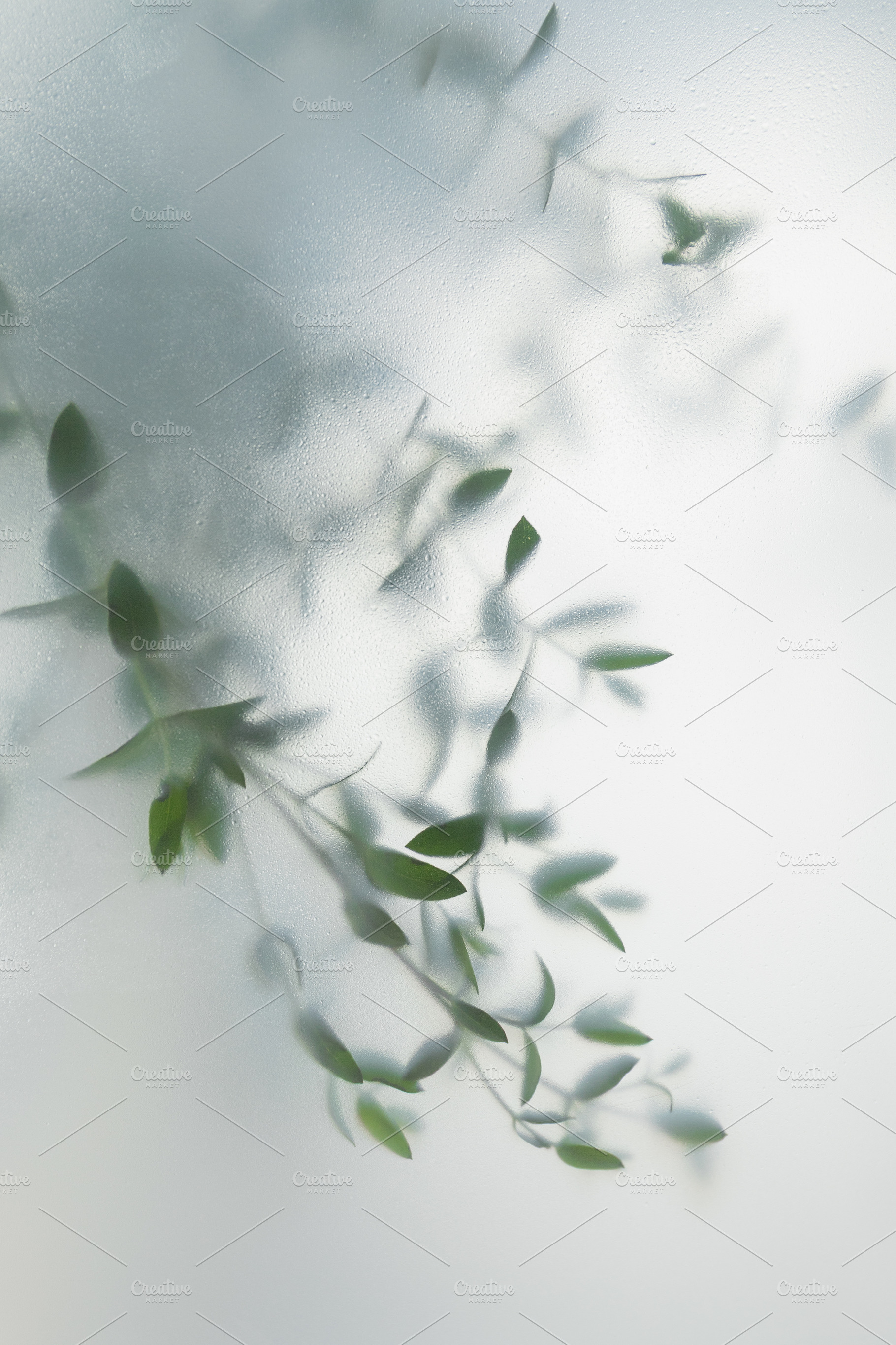 Soft green leaves behind frosted gla, a Nature Photo by Edalin's Store