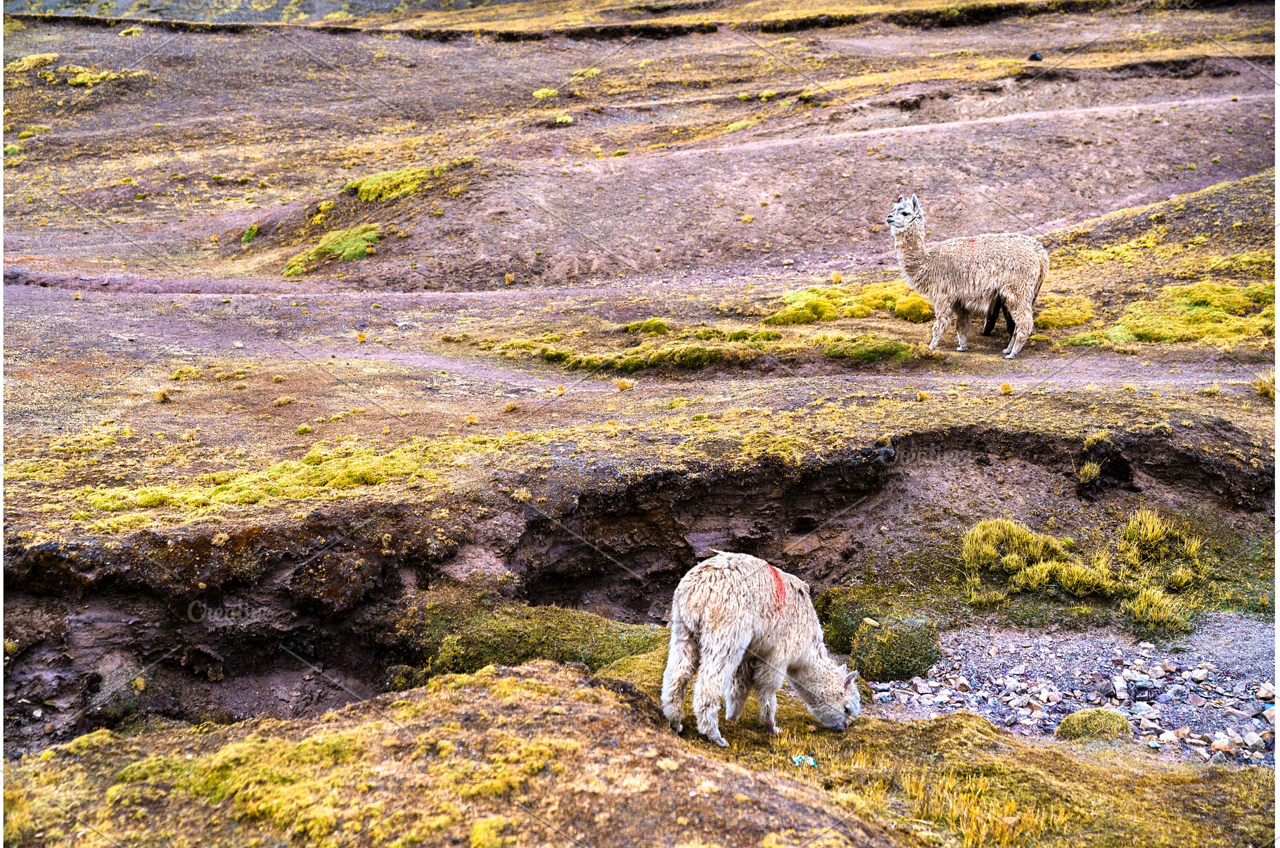 Alpaca at Vinicunca rainbow mountain, an Animal Photo by Leonid Andronov