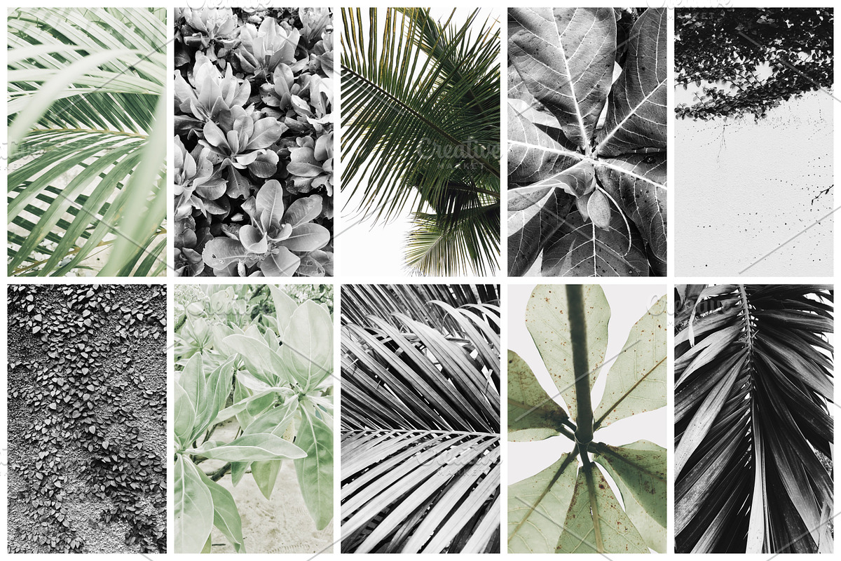 98% OFF | Tropical Bundle | 170 IN 1, a Photo by Floral Deco (Photo 13 of 14)
