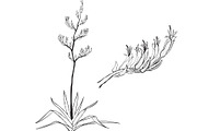 Plants of New Zealand Vector Set, an Illustration by Anna Repp Illustration (Thumbnail 2 of 5)