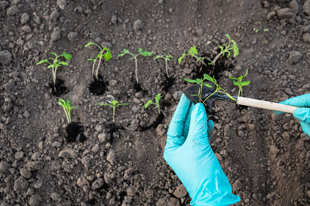 Young seedlings of pepper and tomato. The concept of gardening and seedlings. Y, a Nature Photo by Artsaba Family
