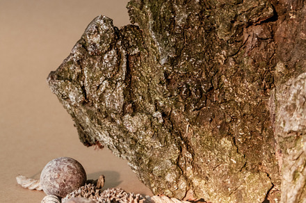 wood composition nature showcase moss bark piece, a Nature Photo by Photo Drive Studio