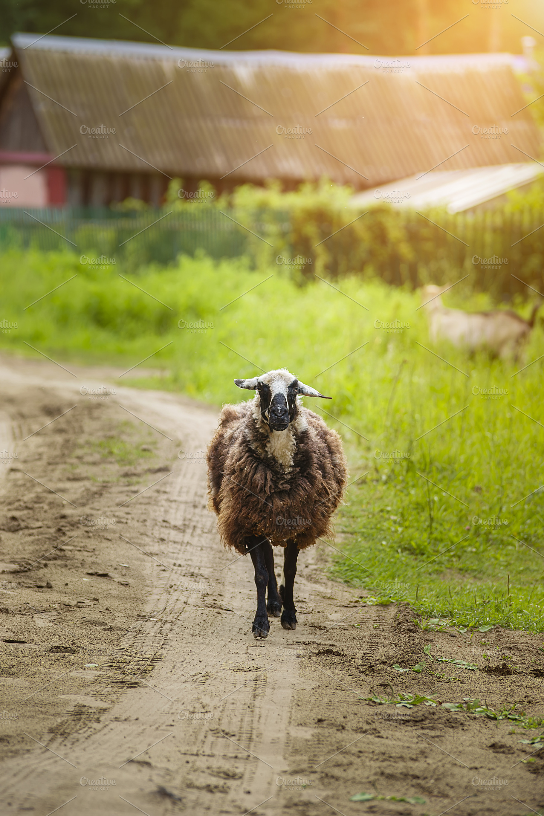 Fluffy sheep pasturing on green gras, an Animal Photo by AlexBush