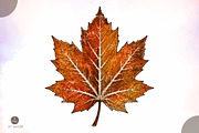 Fall Maple Leaf PNG,Vintage Autumn, an Object Illustration by Libby Wishes (Thumbnail 1 of 3)